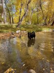 Your dogs will love the river land located behind Heart of Ruidoso
